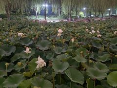-莲花池公园
