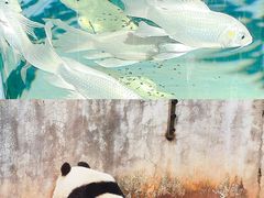 -广州动物园