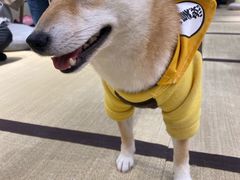 -逗柴咖啡屋·狗咖猫咖宠物桌游