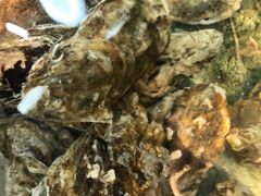 -沿海渔家院海鲜烧烤·东北菜(东戴河店)