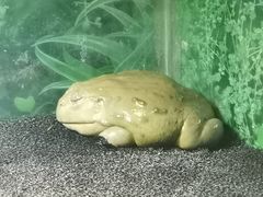 -上海大自然野生昆虫馆