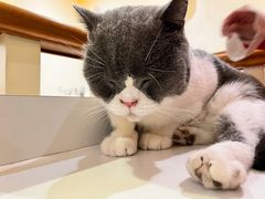 -猫小院猫主题餐厅(南锣旗舰店)