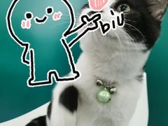 -佳怡动物医院·平价24小时·猫专科骨外科