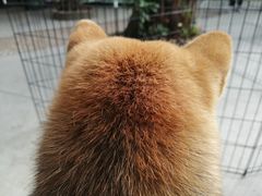 -柴犬高等学院·狗咖·柴犬售卖·宠物训练