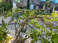 -广州长隆飞鸟乐园