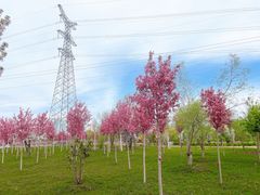 -甜心庄园·甜心草莓采摘园(西青中北店)