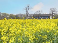 -田园东方蜜桃村的田野营地