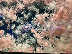 -珠海长隆海洋王国
