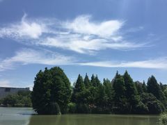 -青枫公园