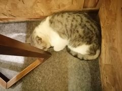 -猫色咖啡·猫咖