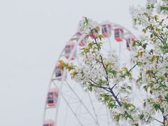-顾村公园
