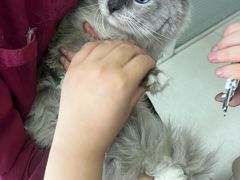 -瑞派福兴宠物医院犬猫全科·骨科·中西医结合(河东店)