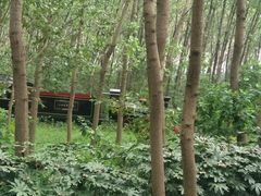 -合肥滨湖国家森林公园