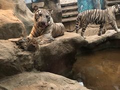 -清迈夜间动物园