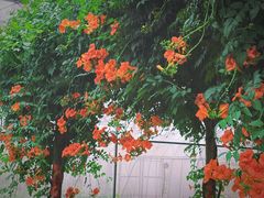 -前小桔亲子创意农场·草莓采摘·露营烧烤