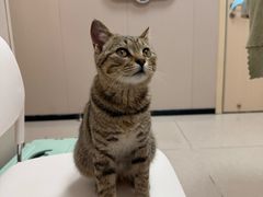 -瑞鹏宠物医院(大运分院)