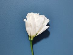 -循礼门鲜花花市(武汉循礼门店)