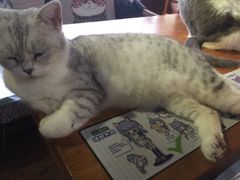 -more than meow吴止猫主题餐厅(承德 中船汇店)