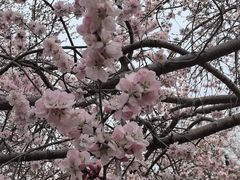 -桃花堤公园