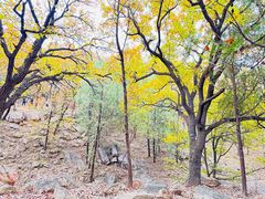 -泰山风景名胜区-普照寺