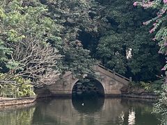 -金花茶公园