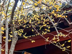 -洛阳白马寺