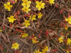-桃花堤公园