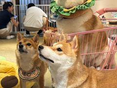 -逗柴咖啡屋·狗咖猫咖宠物桌游