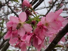 -天适樱花悠乐园