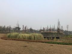 -白鹭湾湿地公园