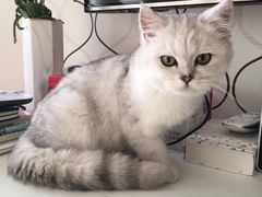 -猫大福·Fortune Cat猫舍(百子湾店)