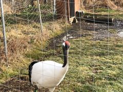 -钏路市丹顶鹤自然公园