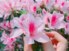 -深圳国际园林花卉博览园