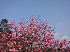 -秀丽东方
