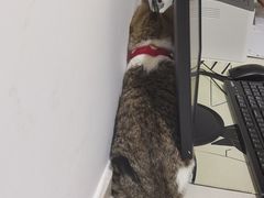 -艾贝尔宠物医院·24H转诊中心·肿瘤猫专科(江宁双龙店)