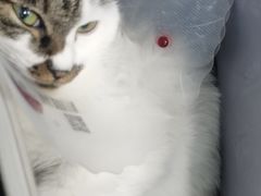 -瑞派·关忠动物医院·猫专科·犬专科(三环新城店)