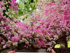 -深圳国际园林花卉博览园