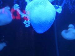 -梦幻海洋王国(吾悦广场张家港店)