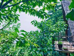 -长沙黑麋峰国家森林公园