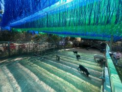 -阿菠萝小猪农场·萌宠乐园·亲子游·研学