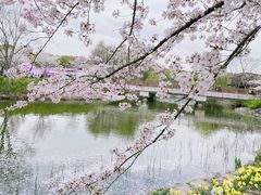 -顾村公园