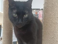 -喵园·猫主题咖啡厅·撸猫·猫咖(国贸店)