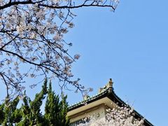 -武汉大学-樱园