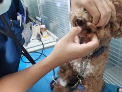 -瑞派·关忠动物医院·猫专科·犬专科(三环新城店)