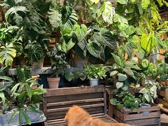 -自由生长植物工作室(深港花卉中心店)