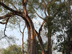 -瑞丽独树成林风景区