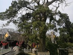 -司徒庙