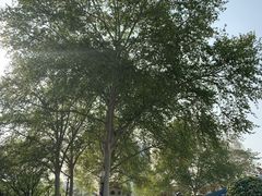 景点-洛阳市牡丹公园