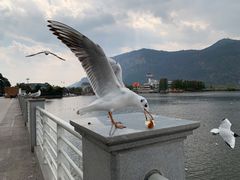 -海埂大坝