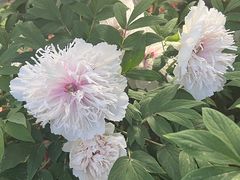 -洛阳市隋唐城遗址植物园